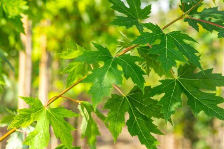 Acer saccharinum 16-18 Hoogstam wortelgoed 3 X verplant - afbeelding 6