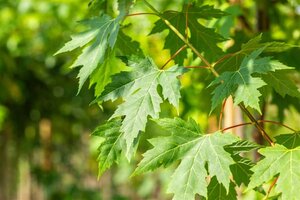 Acer saccharinum 25-30 Hoogstam draadkluit 4 X verplant