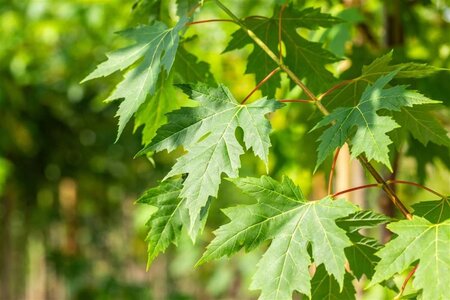 Acer saccharinum 350-400 cm draadkluit meerstammig - afbeelding 1