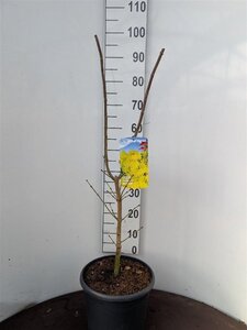 Acer shirasawanum 'Aureum' 50-60 cm cont. 10L