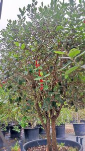 Acca sellowiana 150-175 cm container multi-stem