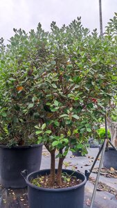 Acca sellowiana 150-175 cm container multi-stem - image 2