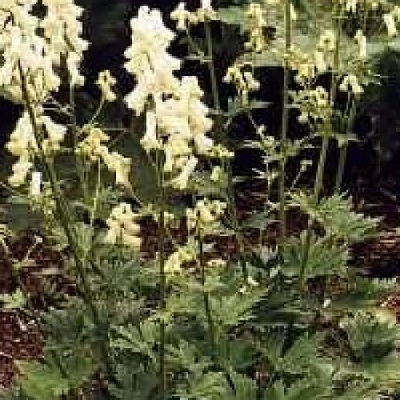 Aconitum septentrionale 'Ivorine' geen maat specificatie 0,55L/P9cm - afbeelding 2