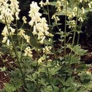 Aconitum septentrionale 'Ivorine' geen maat specificatie 0,55L/P9cm - afbeelding 2