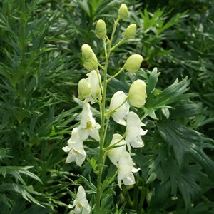 Aconitum septentrionale 'Ivorine' geen maat specificatie 0,55L/P9cm - afbeelding 3