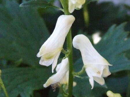 Aconitum septentrionale 'Ivorine' geen maat specificatie 0,55L/P9cm