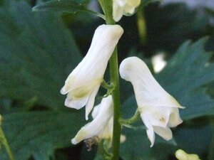 Aconitum septentrionale 'Ivorine' geen maat specificatie 0,55L/P9cm