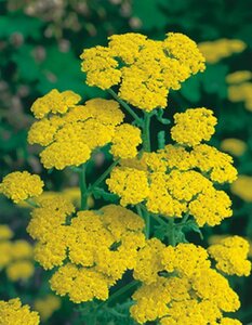 Achillea tomentosa geen maat specificatie 0,55L/P9cm - afbeelding 1