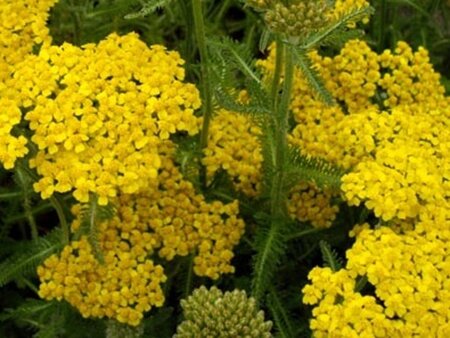 Achillea tomentosa geen maat specificatie 0,55L/P9cm - afbeelding 2