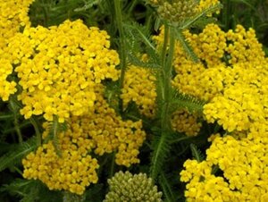 Achillea tomentosa geen maat specificatie 0,55L/P9cm - afbeelding 2