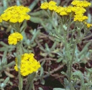 Achillea tomentosa geen maat specificatie 0,55L/P9cm - afbeelding 3