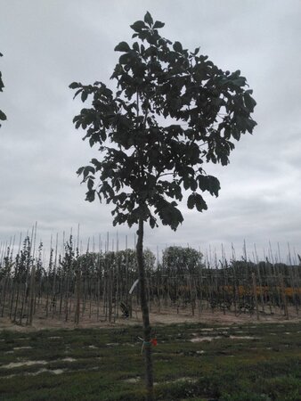 Aesculus carnea 'Briotii' 20-25 Hoogstam draadkluit 3 X verplant - afbeelding 1