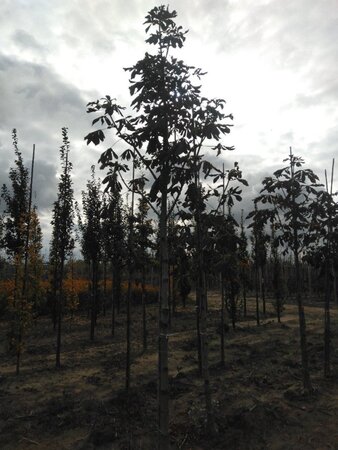 Aesculus carnea 'Briotii' 20-25 Hoogstam draadkluit 3 X verplant - afbeelding 2