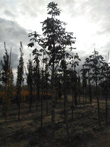 Aesculus carnea 'Briotii' 20-25 Hoogstam draadkluit 3 X verplant - afbeelding 2