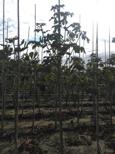 Aesculus hip. 'Baumannii' 10-12 Hoogstam wortelgoed - afbeelding 3