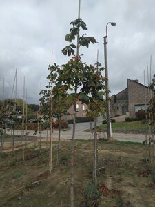 Aesculus hip. 'Baumannii' 10-12 Hoogstam wortelgoed - afbeelding 4