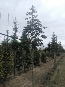 Aesculus hip. 'Baumannii' 10-12 Hoogstam wortelgoed - afbeelding 5