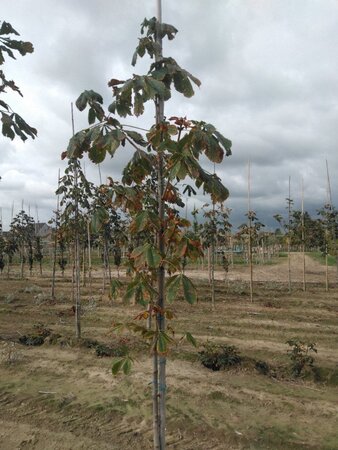 Aesculus hip. 'Baumannii' 6-8 Hoogstam wortelgoed - afbeelding 5
