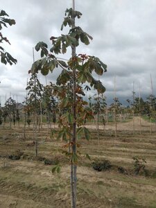 Aesculus hip. 'Baumannii' 6-8 Hoogstam wortelgoed - afbeelding 5