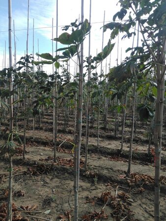 Aesculus hip. 'Baumannii' 8-10 Hoogstam wortelgoed - afbeelding 4