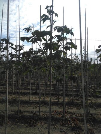 Aesculus hip. 'Baumannii' 8-10 Hoogstam wortelgoed - afbeelding 3