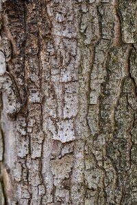 Aesculus hippocastanum 6-8 Hoogstam draadkluit