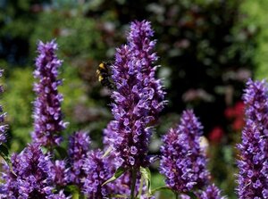 Agastache Beelicious Purple geen maat specificatie 0,55L/P9cm