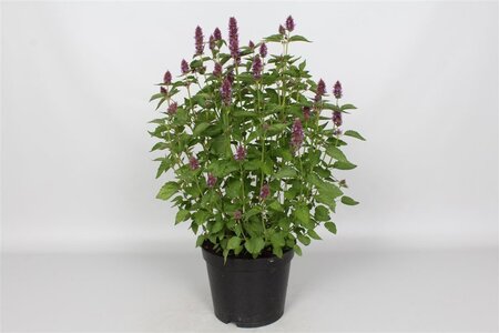 Agastache Beelicious Purple geen maat specificatie 0,55L/P9cm - afbeelding 3
