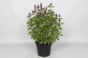Agastache Beelicious Purple geen maat specificatie 0,55L/P9cm - afbeelding 3