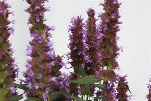 Agastache Beelicious Purple geen maat specificatie 0,55L/P9cm - afbeelding 4