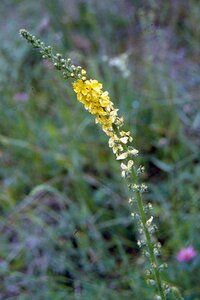 Agrimonia eupatoria geen maat specificatie 0,55L/P9cm - afbeelding 2