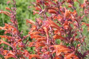 Agastache 'Firebird' geen maat specificatie 0,55L/P9cm