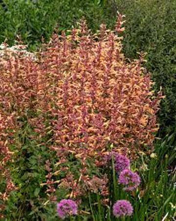 Agastache 'Mango Tango' geen maat specificatie 0,55L/P9cm
