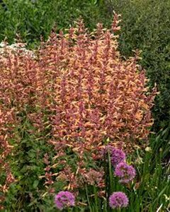 Agastache 'Mango Tango' geen maat specificatie 0,55L/P9cm