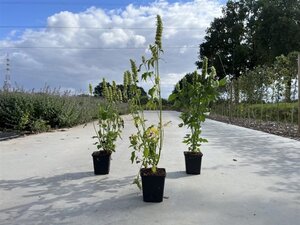 Agastache rugosa 'Alabaster' geen maat specificatie 0,55L/P9cm - afbeelding 2