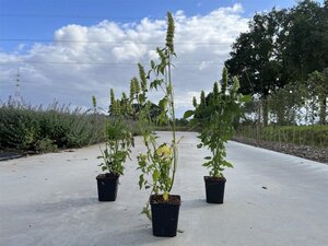 Agastache rugosa 'Alabaster' geen maat specificatie 0,55L/P9cm - afbeelding 3