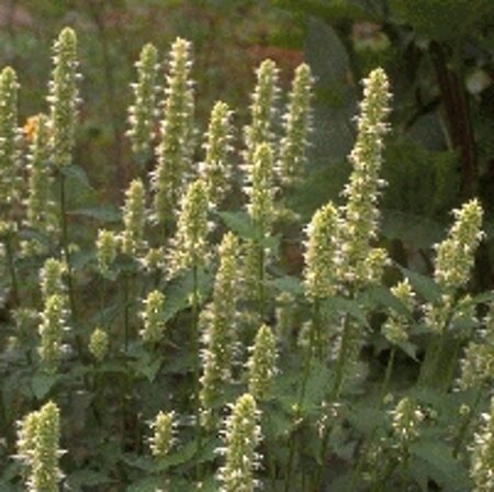 Agastache rugosa 'Alabaster' geen maat specificatie 0,55L/P9cm - afbeelding 5