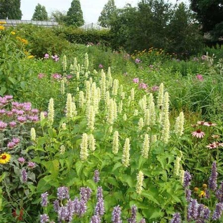 Agastache rugosa 'Alabaster' geen maat specificatie 0,55L/P9cm - afbeelding 4