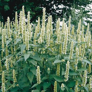 Agastache rugosa 'Alabaster' geen maat specificatie 0,55L/P9cm - afbeelding 6
