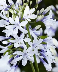 Agapanthus Twister geen maat specificatie 0,55L/P9cm - afbeelding 1