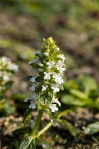 Ajuga reptans 'Alba' geen maat specificatie 0,55L/P9cm
