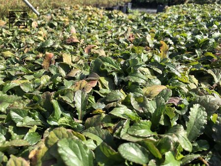 Ajuga reptans 'Alba' geen maat specificatie 0,55L/P9cm - afbeelding 2