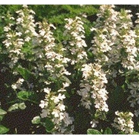 Ajuga reptans 'Alba' geen maat specificatie 0,55L/P9cm - afbeelding 7