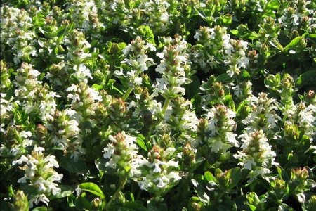 Ajuga reptans 'Alba' geen maat specificatie 0,55L/P9cm - afbeelding 4