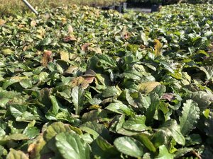 Ajuga reptans 'Alba' geen maat specificatie 0,55L/P9cm - afbeelding 5