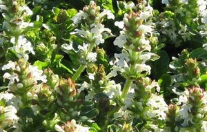 Ajuga reptans 'Alba' geen maat specificatie 0,55L/P9cm - afbeelding 6