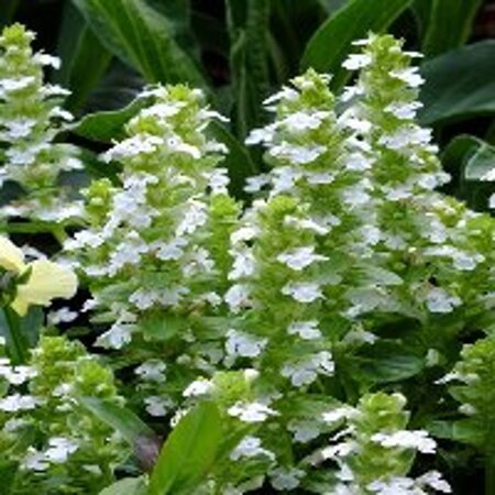 Ajuga reptans 'Alba' geen maat specificatie 0,55L/P9cm - afbeelding 8