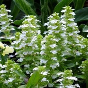 Ajuga reptans 'Alba' geen maat specificatie 0,55L/P9cm - afbeelding 8