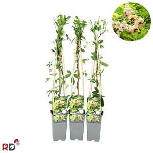 Akebia quinata 'Cream Form' 70 cm vierkant 2L - image 3