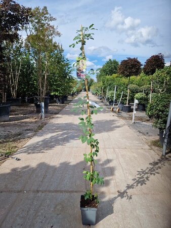Akebia quinata 150-175 cm cont. 5,0L - afbeelding 1